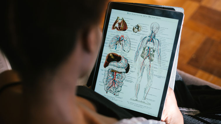 Functional Anatomy and Kinesiology (FAK) course at Corpus Studios